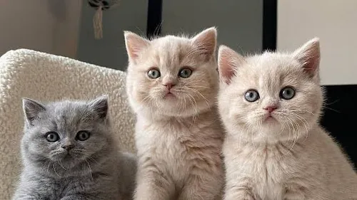 British Shorthair Fiyatları 2025