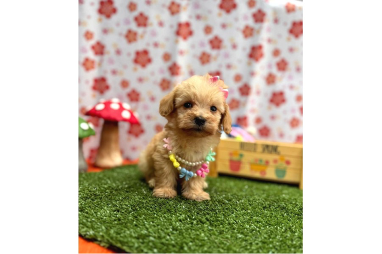 Maltipoo – Sevimliliğiyle Popüler Bir Küçük Irk